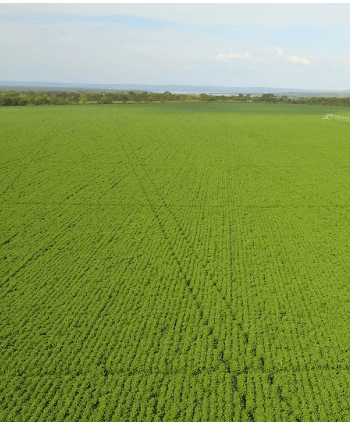 Grãos cultivados